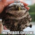 Please owl.jpg